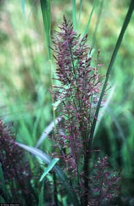 Redtop Panic Grass /
Panicum rigidulum
(Syn. Panicum agrostroides,
Syn. Coleataenia longifolia)